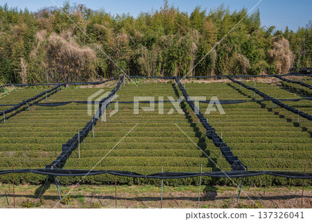 Tea fields on the banks of the Kizu River, Kyotanabe City, Kyoto Prefecture Tea fields on the banks of the Kizu River, Kyotanabe City, Kyoto Prefecture 137326041