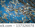 Plum and mezzo 137326078