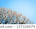 Plum and blue sky 137326079