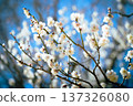 White plum 137326080