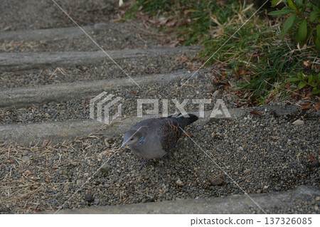 斑鳩 斑鳩 137326085