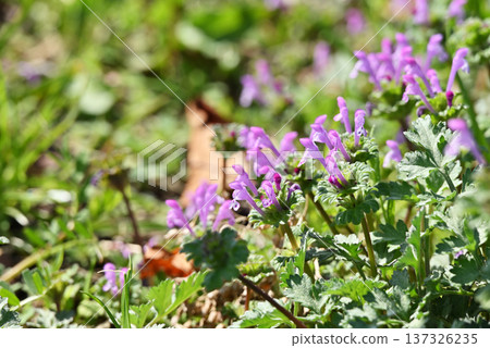 Lamium amplexicaule Lamium amplexicaule 137326235