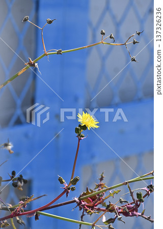 Nogenti flowers 137326236