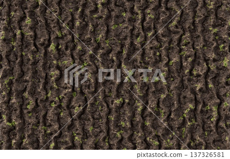 Vertical tree bark texture with green moss highlights for organic and forest backgrounds. Vertical tree bark texture with green moss highlights for organic and forest backgrounds. 137326581