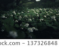 A cluster of double-flowered Houttuynia cordata 137326848