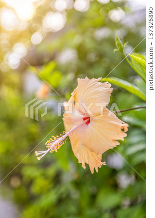 Beautiful yellow hibiscus in sunlight with calm tropical floral nature closeup for summer garden background Beautiful yellow hibiscus in sunlight with calm tropical floral nature closeup for summer garden background 137326890