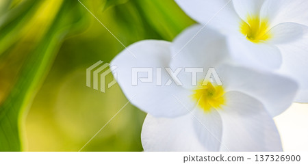 Gorgeous white blooming frangipani flowers closeup in sunny tropical garden for wellness nature panoramic background 137326900