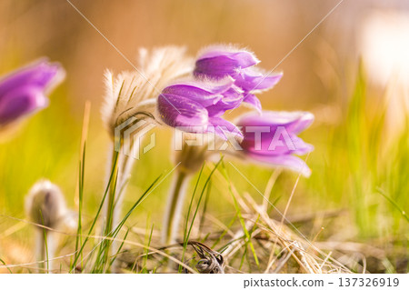 Pasque Perennial Flower Meadow with Purple Spring Blooms for Nature Conservation and Botanical Environment View Pasque Perennial Flower Meadow with Purple Spring Blooms for Nature Conservation and Botanical Environment View 137326919