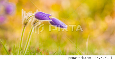 Panoramic Spring Meadow with Purple Pasque Flowers and Sunset Mountain Landscape for Wide Nature Background View Panoramic Spring Meadow with Purple Pasque Flowers and Sunset Mountain Landscape for Wide Nature Background View 137326921