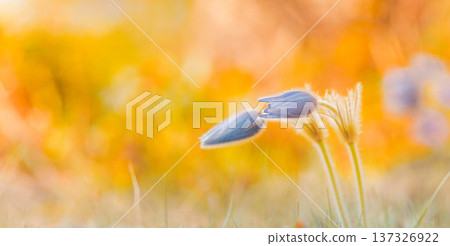 Wide Panoramic View of Purple Pasque Flower Perennials in Spring Bloom with Vast Meadow and Blue Sky Background Wide Panoramic View of Purple Pasque Flower Perennials in Spring Bloom with Vast Meadow and Blue Sky Background 137326922