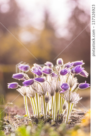 Minimalist Purple Pasque Flower Texture and Spring Perennial Pattern for Modern Graphic Design Background View Minimalist Purple Pasque Flower Texture and Spring Perennial Pattern for Modern Graphic Design Background View 137326923