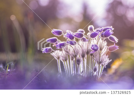Alpine Pasque Flower Perennials Blooming in Mountain Meadow for Wild Nature Adventure and Spring Travel Scenery Alpine Pasque Flower Perennials Blooming in Mountain Meadow for Wild Nature Adventure and Spring Travel Scenery 137326925