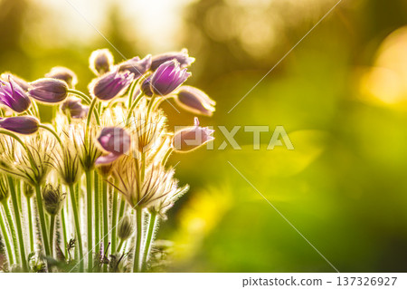 Natural Pasque Perennials Closeup in Spring Bloom with Purple Petals and Green Leaves for Botanical Nature Study Natural Pasque Perennials Closeup in Spring Bloom with Purple Petals and Green Leaves for Botanical Nature Study 137326927