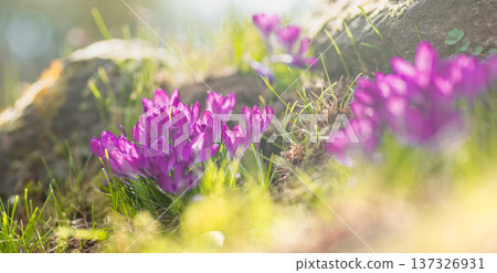 Gorgeous Pink Crocus Abstract Spring Nature Macro with Warm Sunlight for Artistic Floral Background Design View Gorgeous Pink Crocus Abstract Spring Nature Macro with Warm Sunlight for Artistic Floral Background Design View 137326931