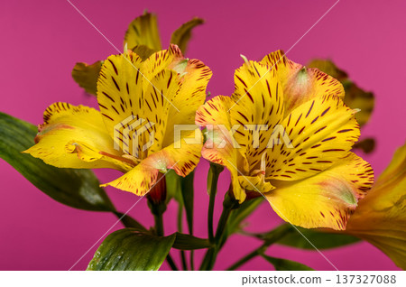 Yellow Alstroemeria Lily Flowers with Dew on Pink Background Yellow Alstroemeria Lily Flowers with Dew on Pink Background 137327088