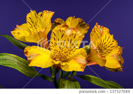 Yellow Alstroemeria Lily Flowers with Dew on Purple Background Yellow Alstroemeria Lily Flowers with Dew on Purple Background 137327089