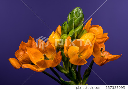 Vibrant Orange Sun Star Flowers with Dew on Purple Background 137327095