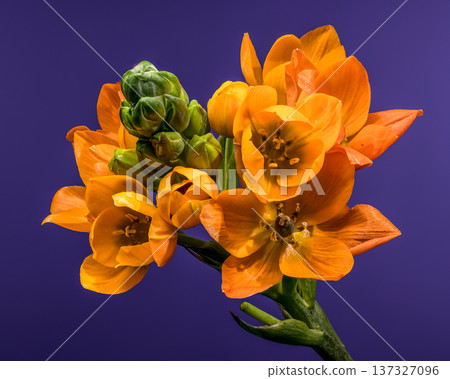 Vibrant Orange Sun Star Flowers with Dew on Purple Background Vibrant Orange Sun Star Flowers with Dew on Purple Background 137327096