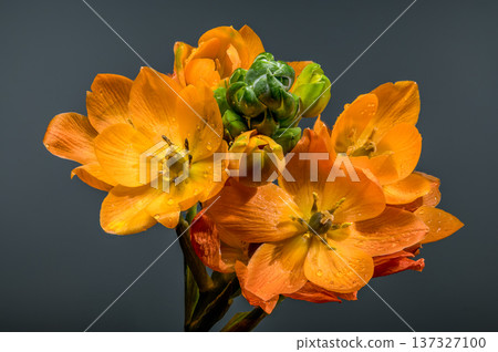 Vibrant Orange Sun Star Flowers with Dew on Gray Background Vibrant Orange Sun Star Flowers with Dew on Gray Background 137327100