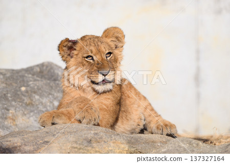 Smiling lion cub 137327164