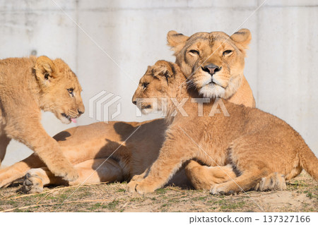 Lion cubs longing for their mother Lion cubs longing for their mother 137327166
