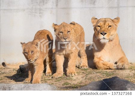 Three lion mothers and cubs 137327168