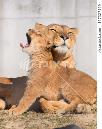 Lion cub pampered by its mother 137327169