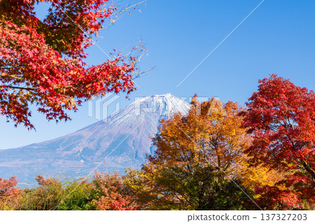 Autumn in Fujinomiya City, Shizuoka Prefecture: Autumn leaves and Mount Fuji Autumn in Fujinomiya City, Shizuoka Prefecture: Autumn leaves and Mount Fuji 137327203