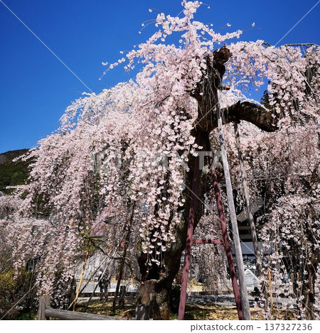 櫻花美布山關氏寺 櫻花美布山關氏寺 137327236