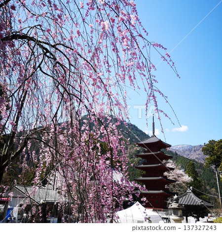 櫻花美布山關氏寺 櫻花美布山關氏寺 137327243