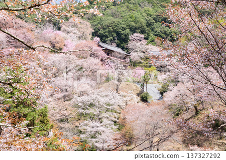 奈良縣吉野市，如意林寺，四周環繞著盛開的山櫻，景色宜人。 137327292