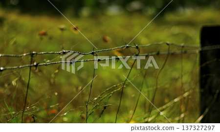 鐵絲網和綠色花園 137327297