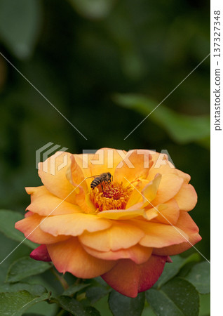 Anne's rose, a symbol of love and peace that changes color after flowering 137327348