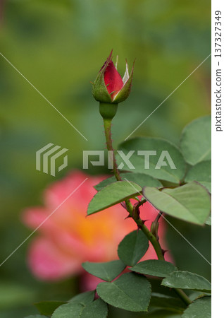 Anne's rose, a symbol of love and peace that changes color after flowering 137327349