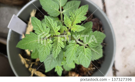 Young tomato seedling growing in container on terrace garden. Top view of Solanum lycopersicum plant in early development stage cultivated for homegrown vegetables and urban gardening. 137327396
