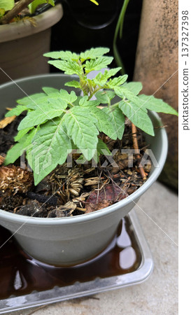 Young tomato plant growing in a plastic pot with water tray in container garden. Green seedling developing on balcony or terrace, vegetable gardening concept with natural organic plant cultivation. 137327398
