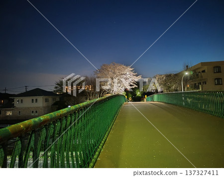 遠處,櫻花在海濱大道的路燈映照下綻放。 遠處,櫻花在海濱大道的路燈映照下綻放。 137327411