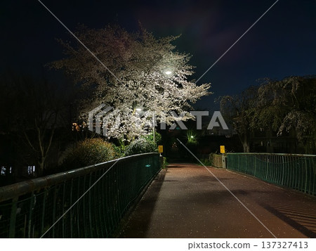 夜晚，櫻花在林蔭大道上被路燈照亮。 137327413