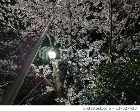 夜晚,路燈照亮了櫻花。 夜晚,路燈照亮了櫻花。 137327420