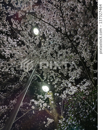 夜晚,路燈照亮了櫻花。 夜晚,路燈照亮了櫻花。 137327464