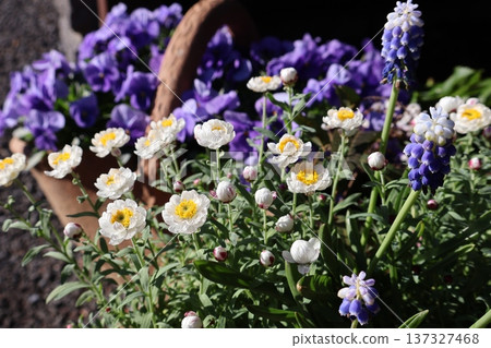 Flower hairpins and bicolor muscari planting 137327468