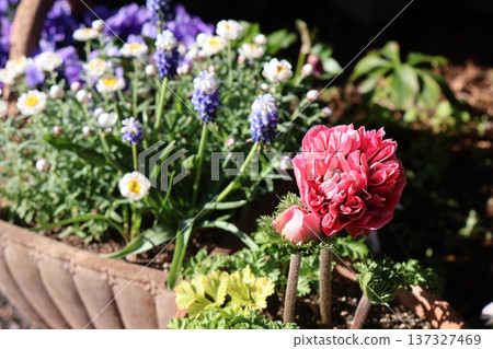 A pot of anemones, muscari, and flower ornaments A pot of anemones, muscari, and flower ornaments 137327469