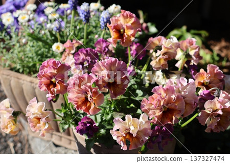 褶邊三色堇在春天盛開，美不勝收。 137327474