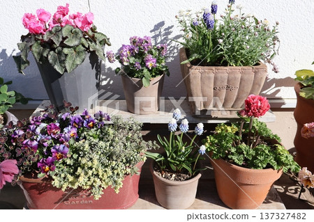 Flower arrangements and pots in front of the entrance Flower arrangements and pots in front of the entrance 137327482