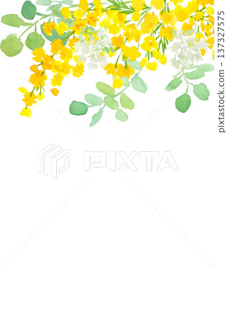 Watercolor mimosa and eucalyptus background illustration / Spring botanical frame Watercolor mimosa and eucalyptus background illustration / Spring botanical frame 137327575