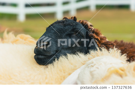 Happy Sheep Sleeping and Resting in an Organic Farm 137327636