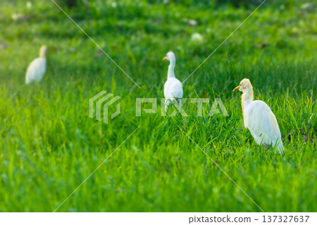 White Egret Birds Foraging in Lush Green Grass Field 137327637