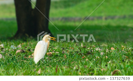 White Egret Catching and Eating Insect in Green Grass Field 137327639