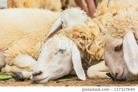 Happy Sheep Closing Eyes and Sleeping on a Rural Farm 137327640