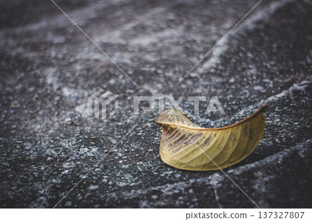 Single leaf wet ground symbolizing solitude and fragility. Single leaf wet ground symbolizing solitude and fragility. 137327807